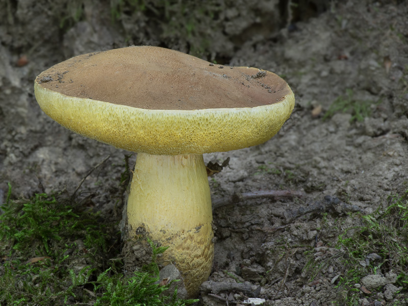 Aureoboletus moravicus